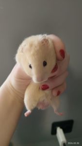 Сирийские хомяки Ангорский и Сириец