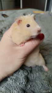 Сирийские хомяки Ангорский и Сириец