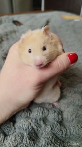 Сирийские хомяки Ангорский и Сириец