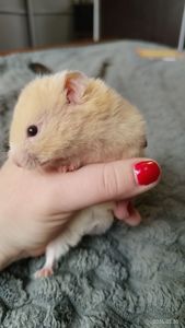 Сирийские хомяки Ангорский и Сириец