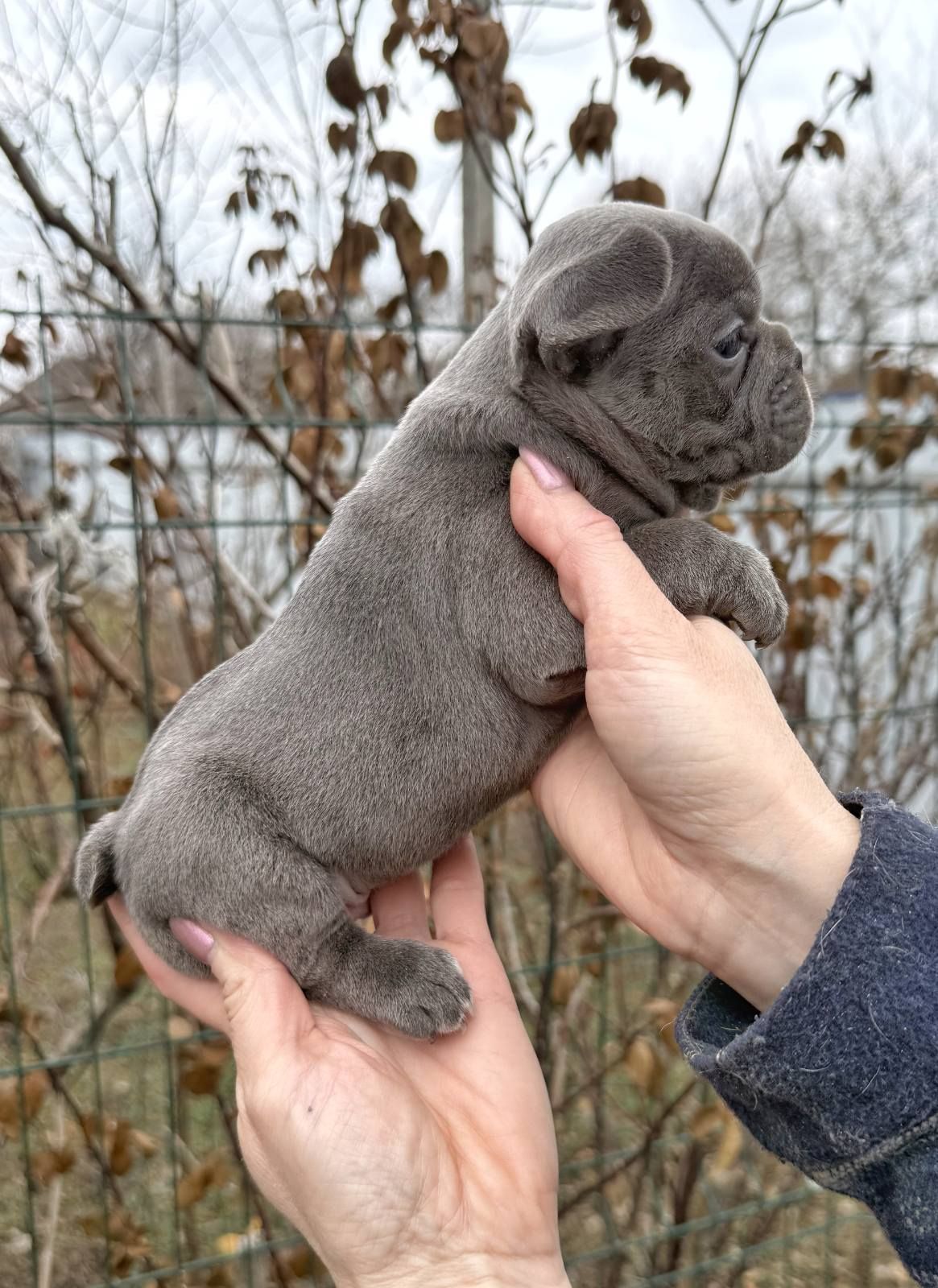 Цуценя французького бульдога хлопчик