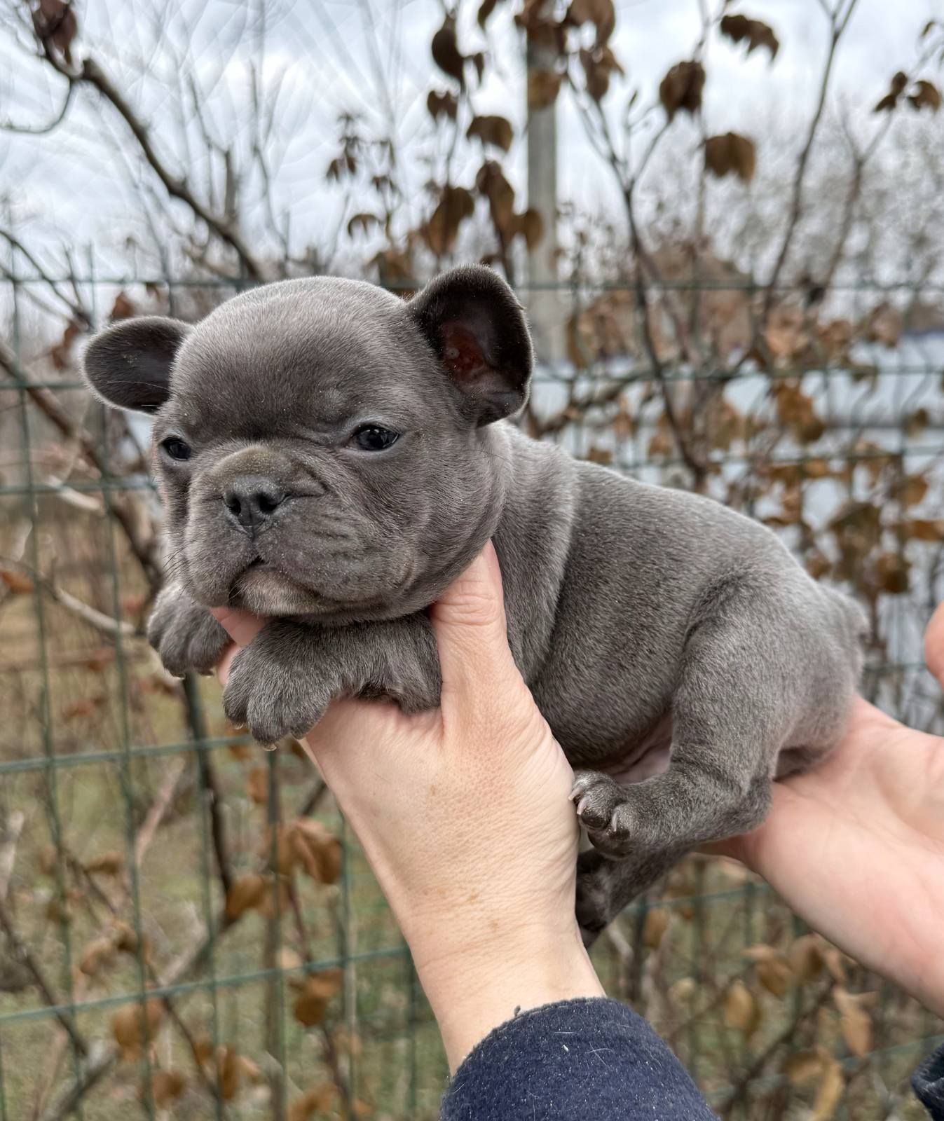 Цуценя французького бульдога хлопчик