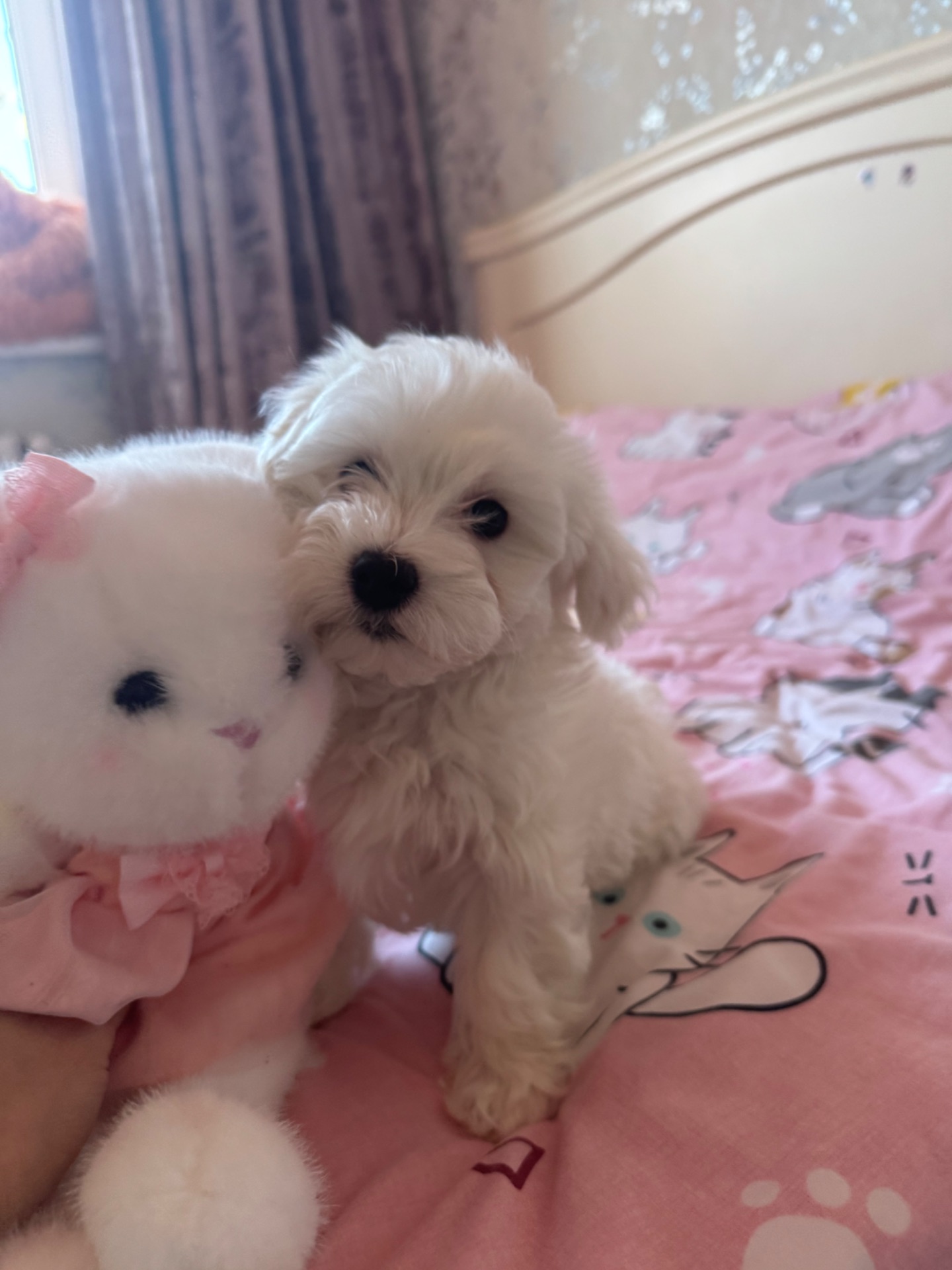 Біленький мальтіпу хлопчик