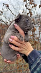 Цуценя французького бульдога хлопчик