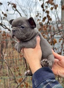 Цуценя французького бульдога хлопчик