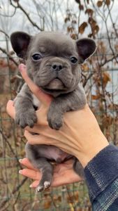 Цуценя французького бульдога хлопчик
