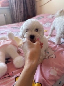 Біленький мальтіпу хлопчик