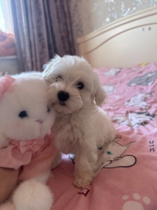 Біленький мальтіпу хлопчик