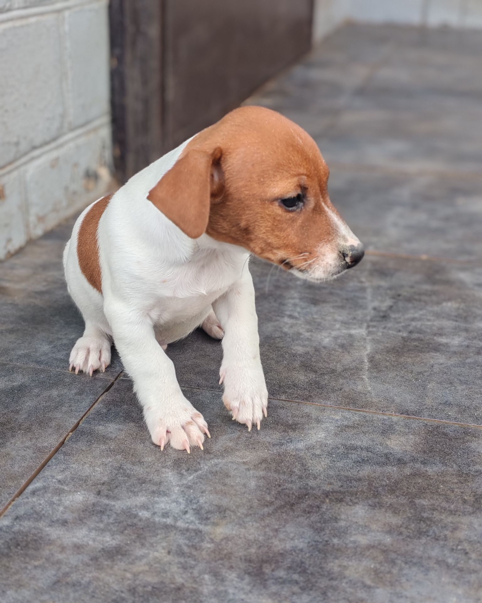 Цуценя Джек рассел-тер'єр хлопчик