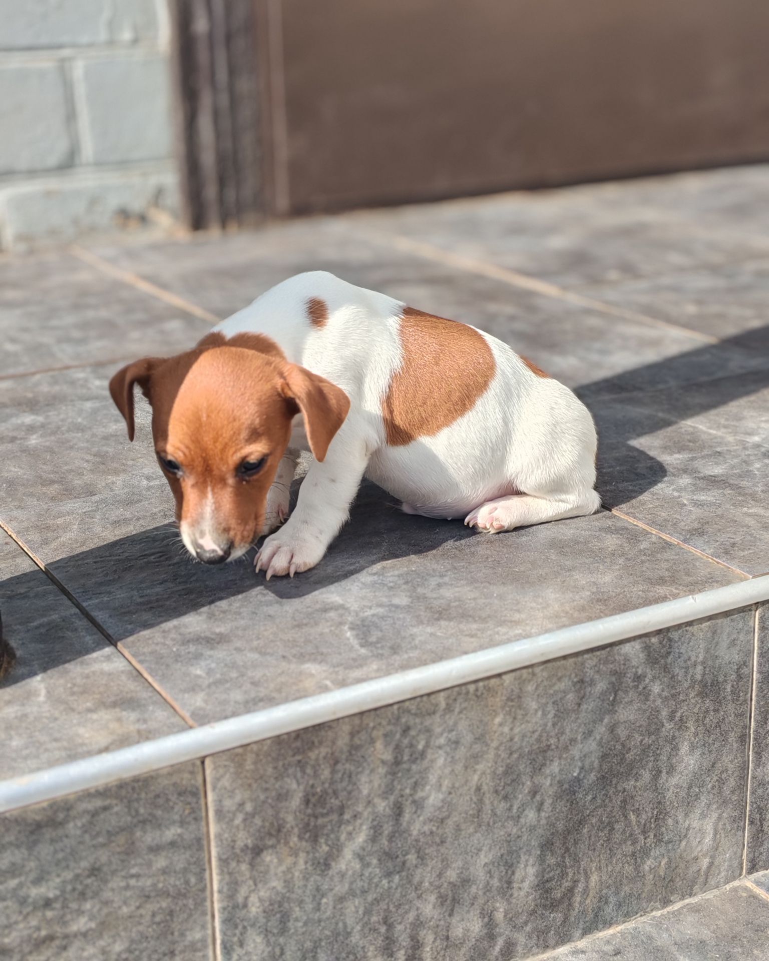 Цуценя Джек рассел-тер'єр хлопчик
