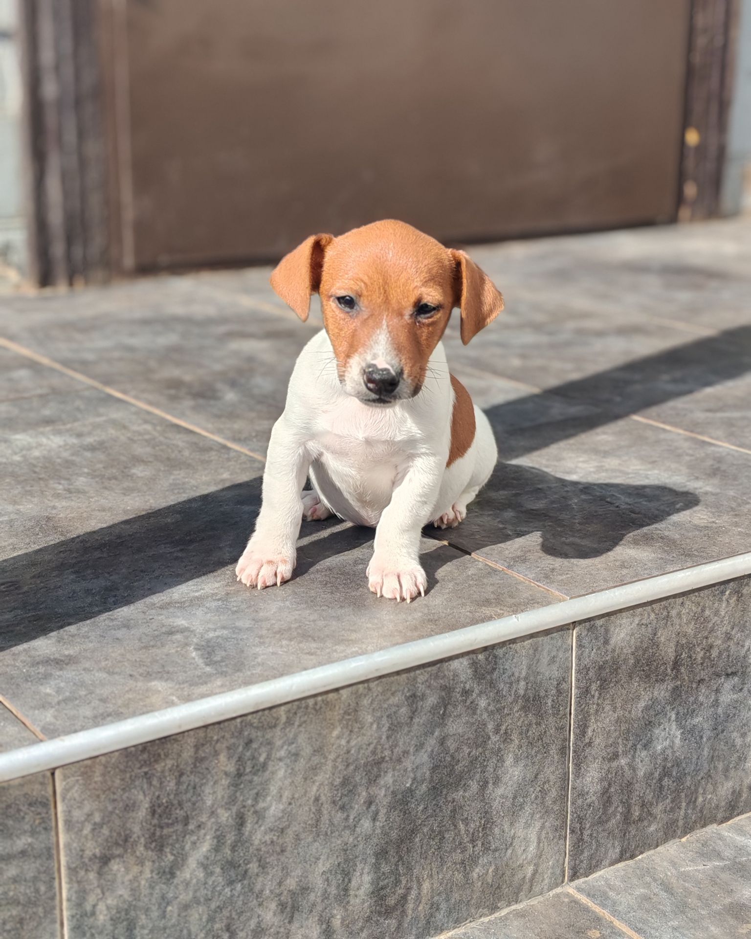 Цуценя Джек рассел-тер'єр хлопчик