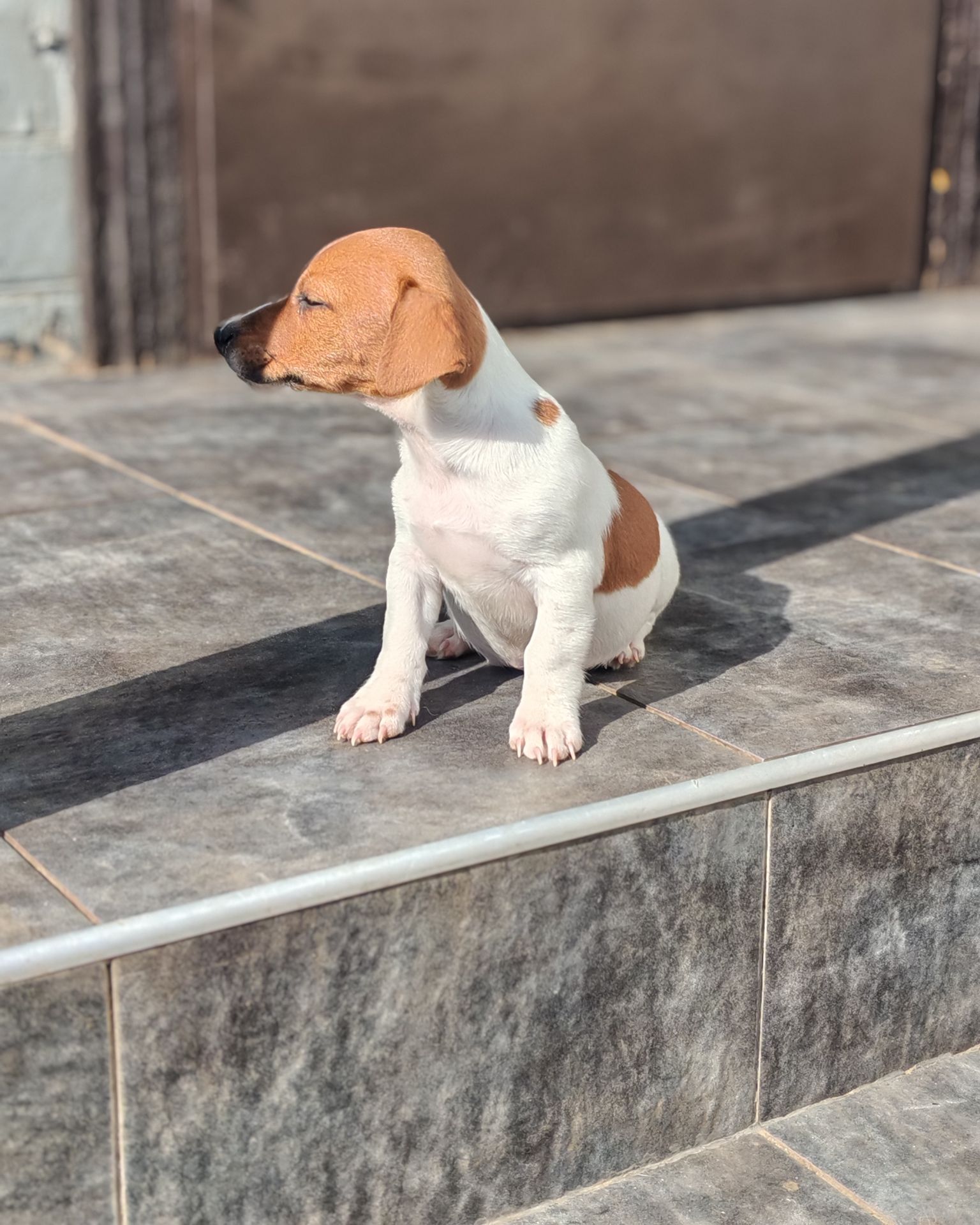 Цуценя Джек рассел-тер'єр хлопчик