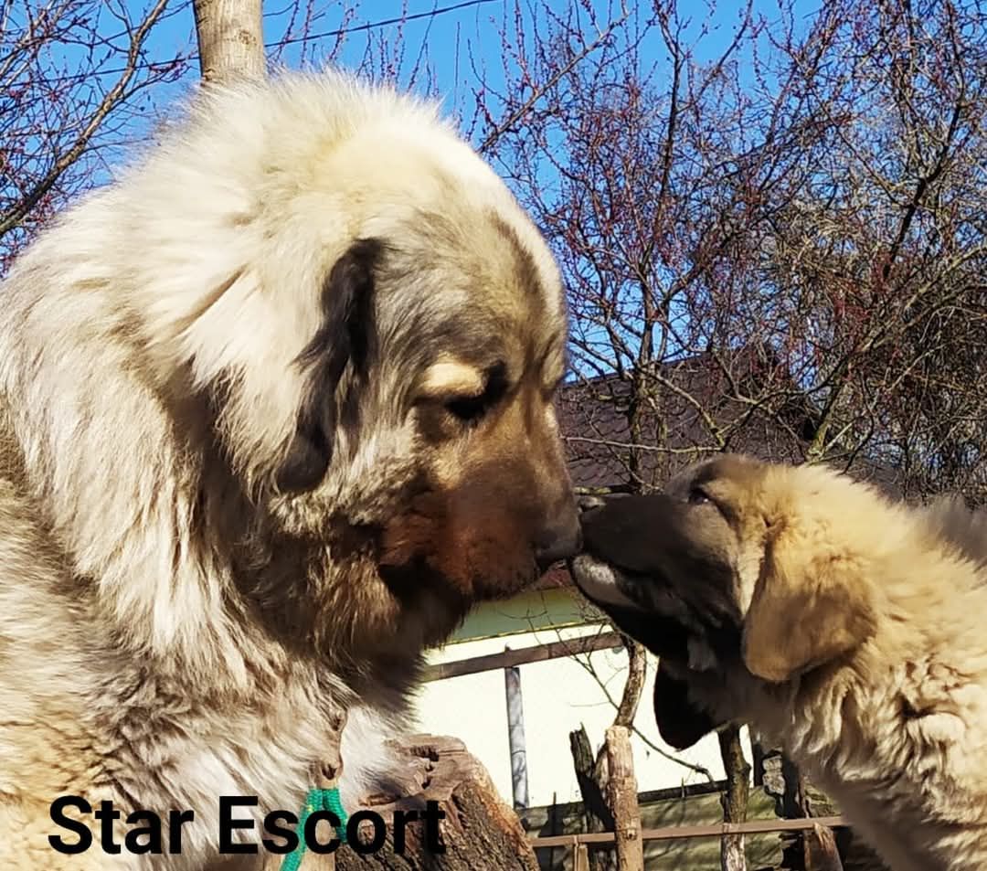 Цуценята кавказської вівчарки КСУ розплідник Star Escort великі робочі адекватні