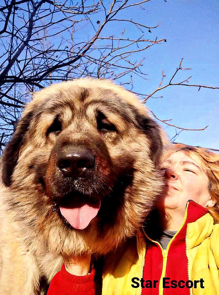 Цуценята кавказської вівчарки КСУ розплідник Star Escort великі робочі адекватні