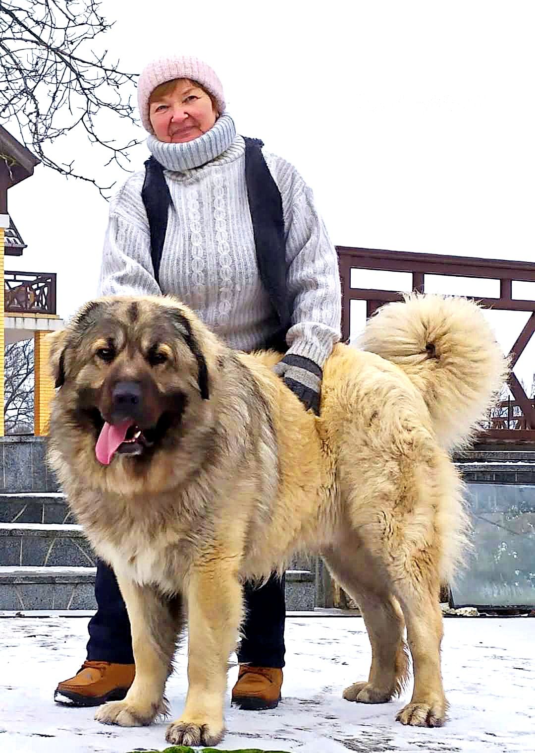 Цуценята кавказської вівчарки КСУ розплідник Star Escort великі робочі адекватні