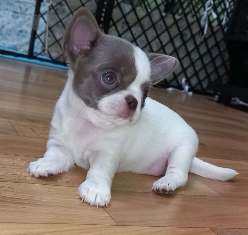 Цуценя чихуахуа біло- лілова