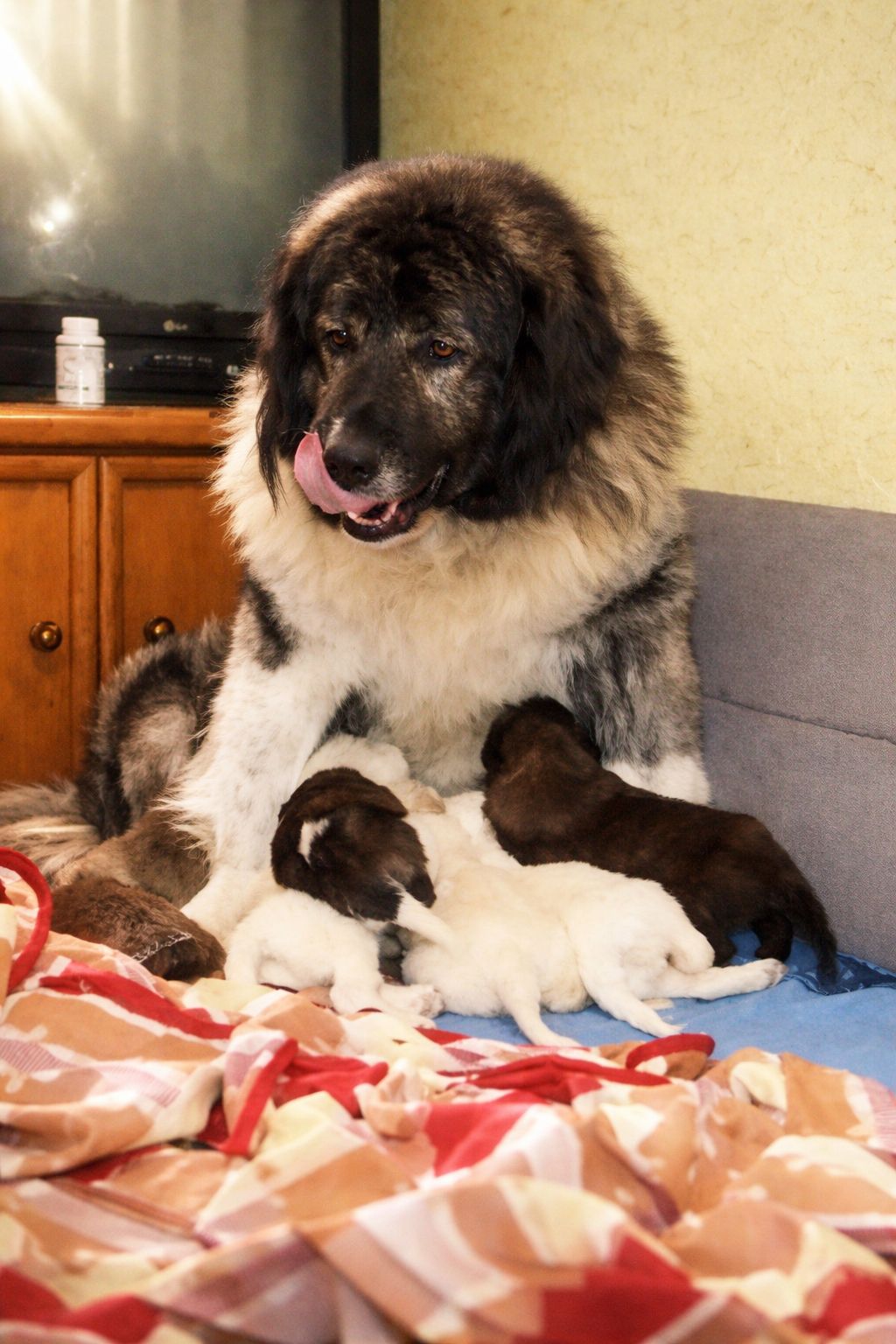 Цуценята кавказської вівчарки КСУ розплідник Star Escort великі робочі адекватні