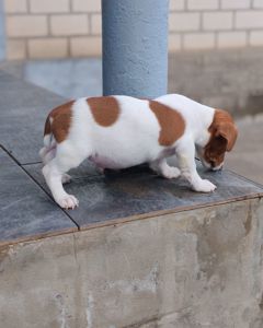 Цуценя Джек рассел-тер'єр хлопчик