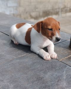 Цуценя Джек рассел-тер'єр хлопчик