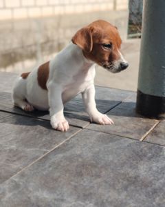 Цуценя Джек рассел-тер'єр хлопчик