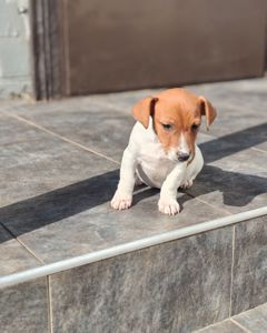 Цуценя Джек рассел-тер'єр хлопчик