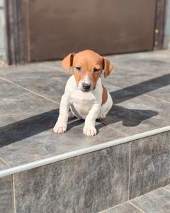 Цуценя Джек рассел-тер'єр хлопчик