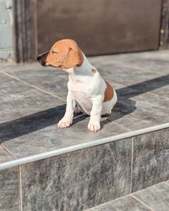 Цуценя Джек рассел-тер'єр хлопчик