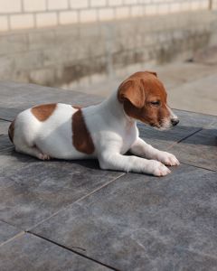 Цуценя Джек рассел-тер'єр хлопчик