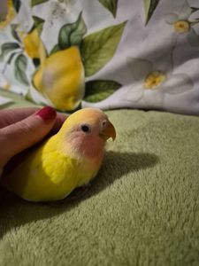 Нерозлучник рожевощокий