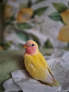 Нерозлучник рожевощокий