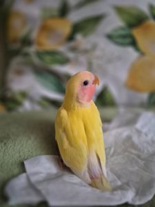 Нерозлучник рожевощокий