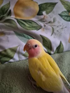 Нерозлучник рожевощокий