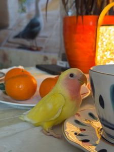 Нерозлучник рожевощокий