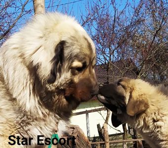 Цуценята кавказської вівчарки КСУ розплідник Star Escort великі робочі адекватні