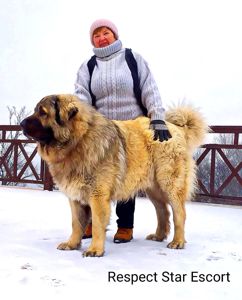 Цуценята кавказської вівчарки КСУ розплідник Star Escort великі робочі адекватні