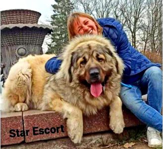 Цуценята кавказської вівчарки КСУ розплідник Star Escort великі робочі адекватні