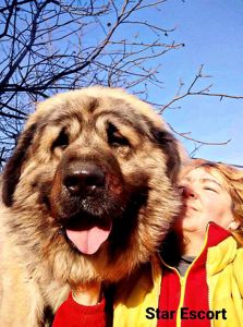 Цуценята кавказської вівчарки КСУ розплідник Star Escort великі робочі адекватні