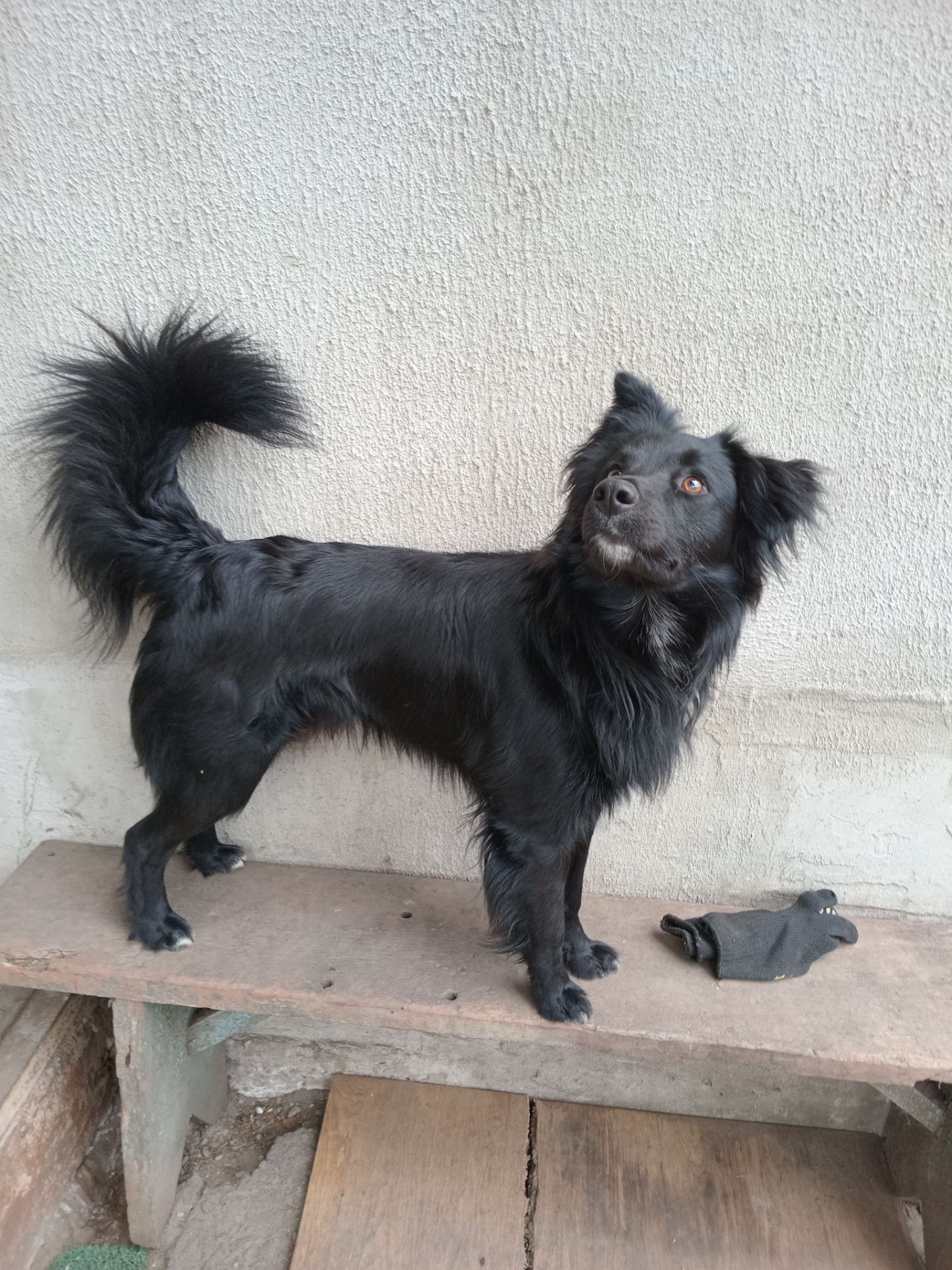 Песик Барні з Ізюма