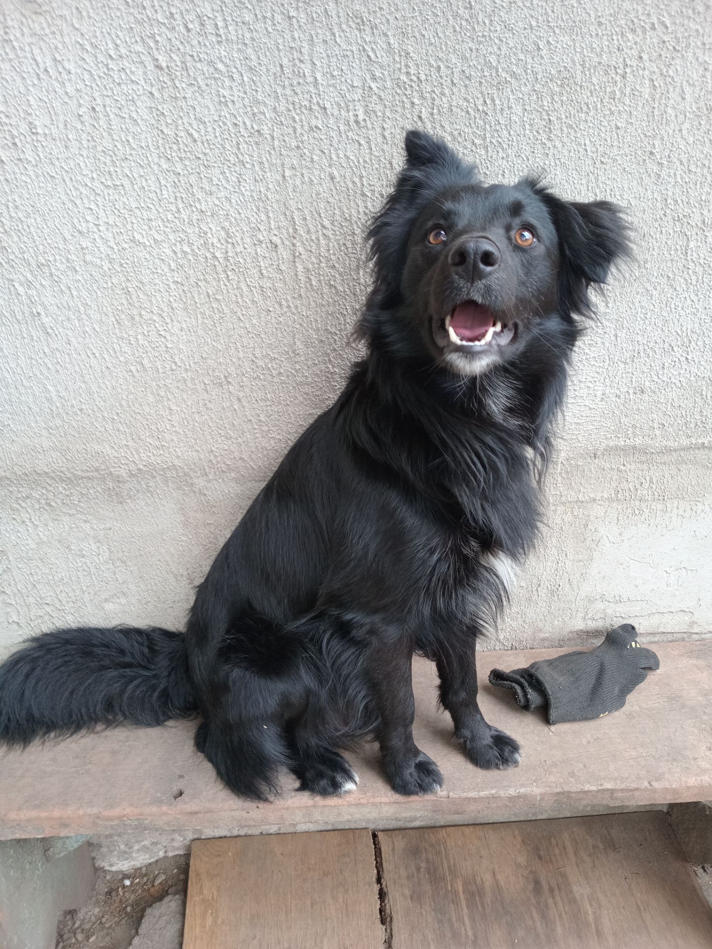 Песик Барні з Ізюма