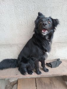 Песик Барні з Ізюма