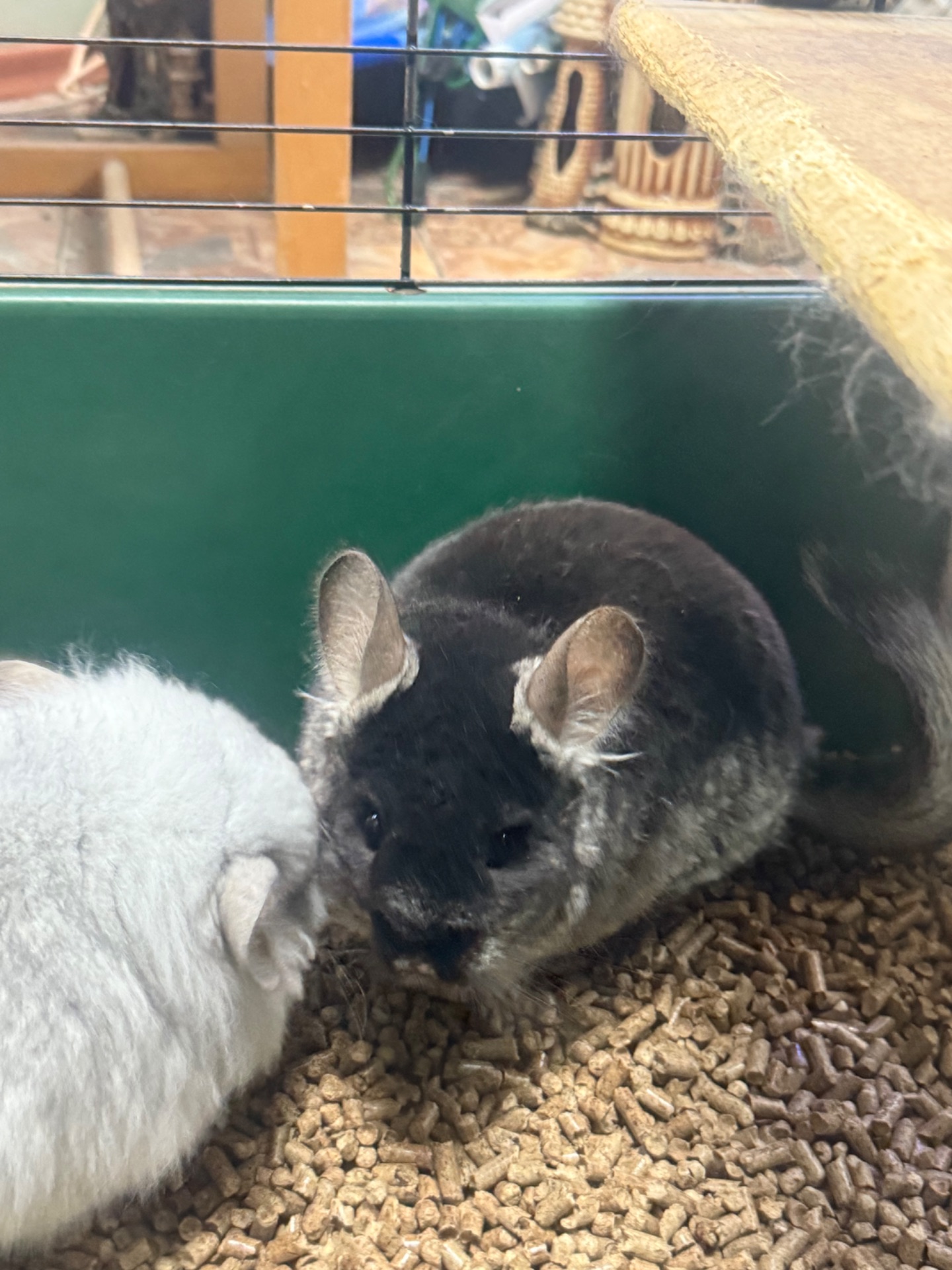 Шиншила дівчатка та хлопчики сірі, білі, бежеві, чорні