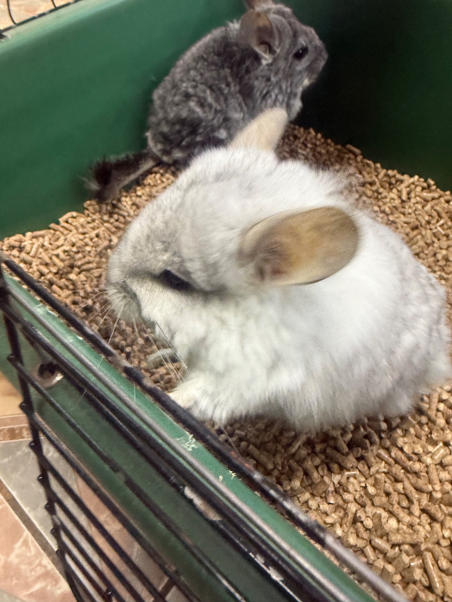 Шиншила дівчатка та хлопчики сірі, білі, бежеві, чорні