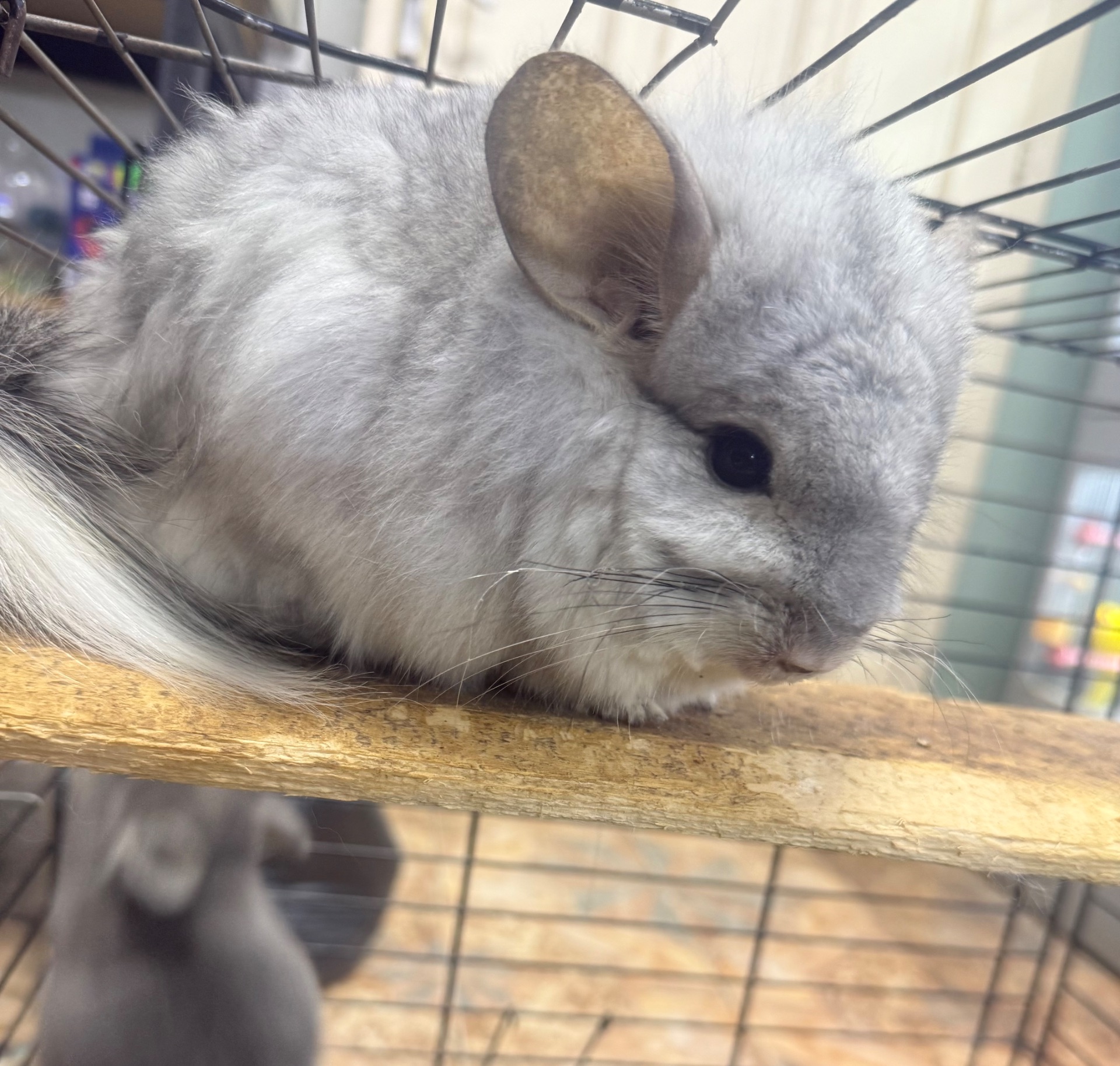 Шиншила дівчатка та хлопчики сірі, білі, бежеві, чорні