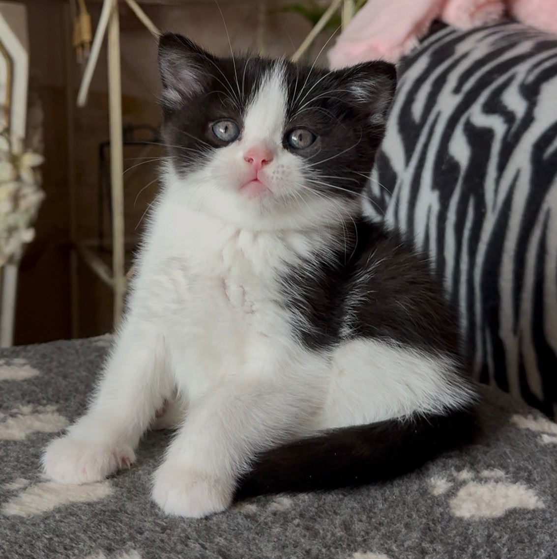 Яскрава Шотландське Кошеня