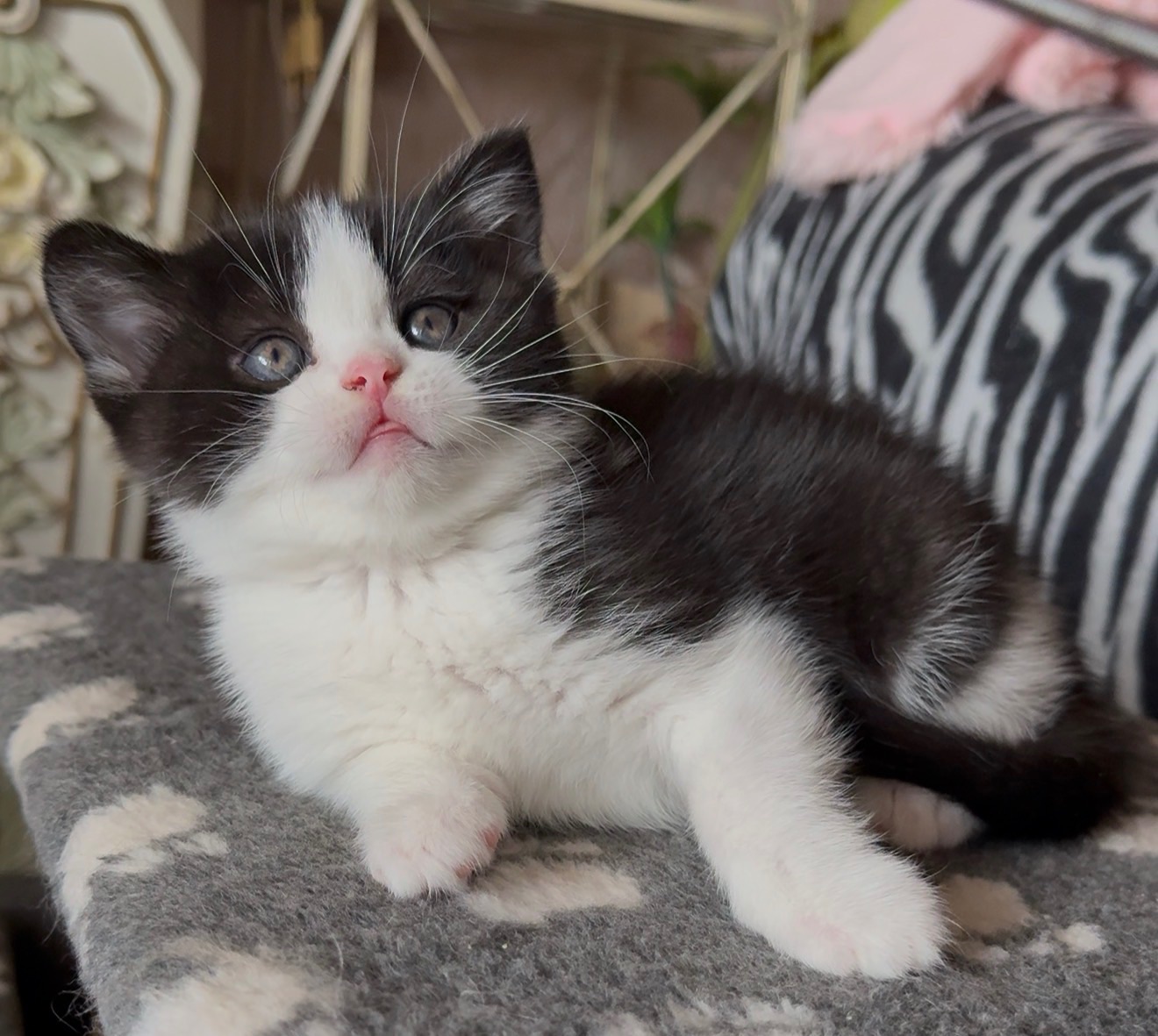 Яскрава Шотландське Кошеня