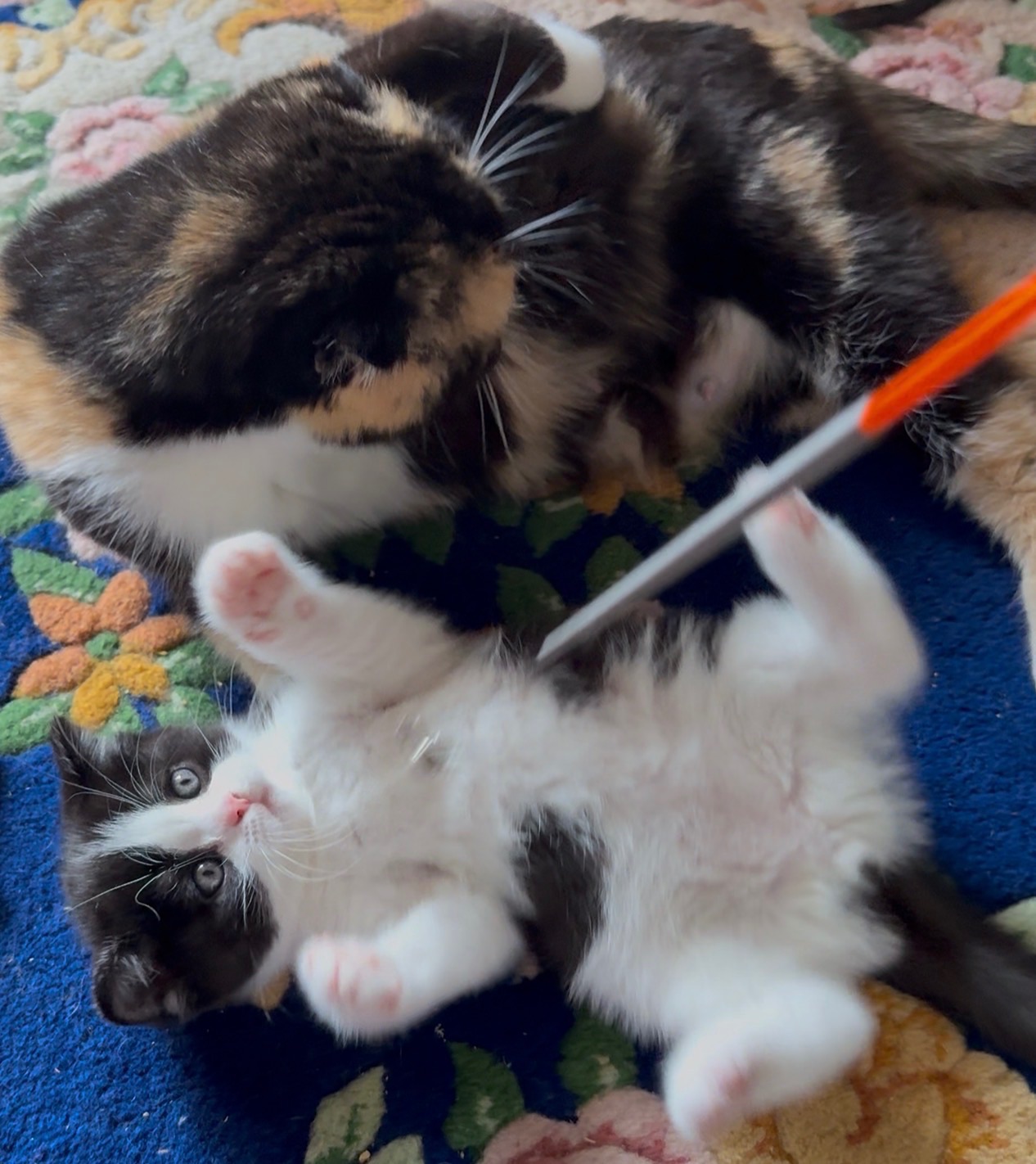 Яскрава Шотландське Кошеня