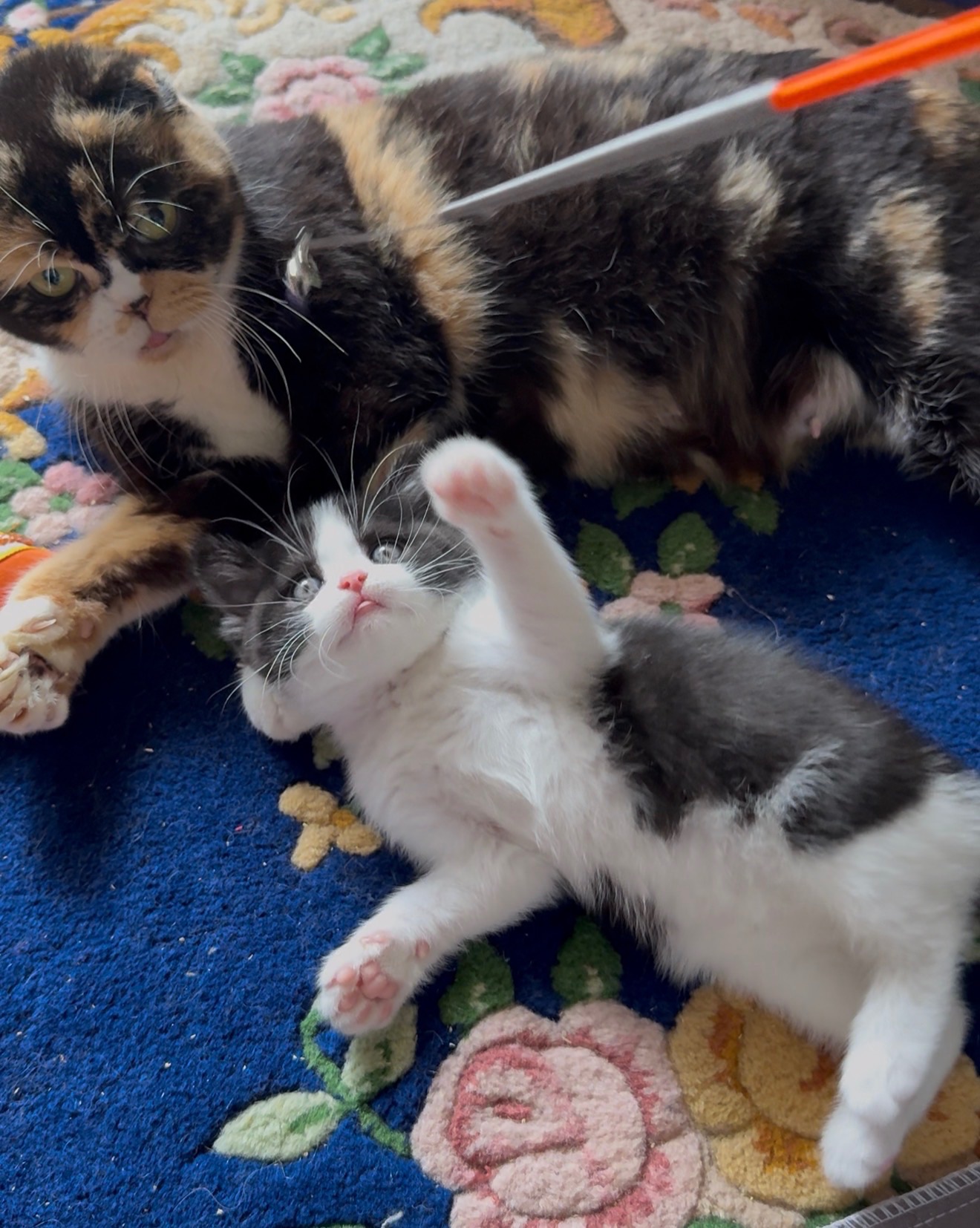 Яскрава Шотландське Кошеня