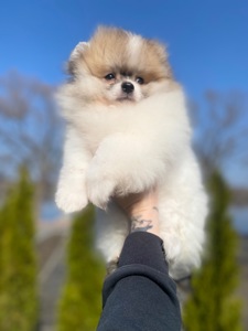 Хлопчик у ведмежому типу