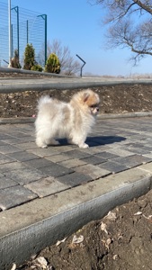 Хлопчик у ведмежому типу