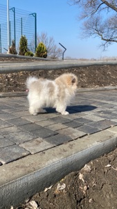 Хлопчик у ведмежому типу